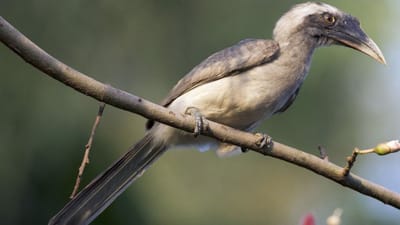 திருப்பத்தூர் மாவட்டத்துக்கு தனி பறவை அறிவிப்பு!