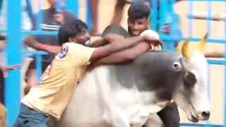 . உசிலம்பட்டி சட்டமன்ற தொகுதி சார்பாக ஜல்லிக்கட்டு!