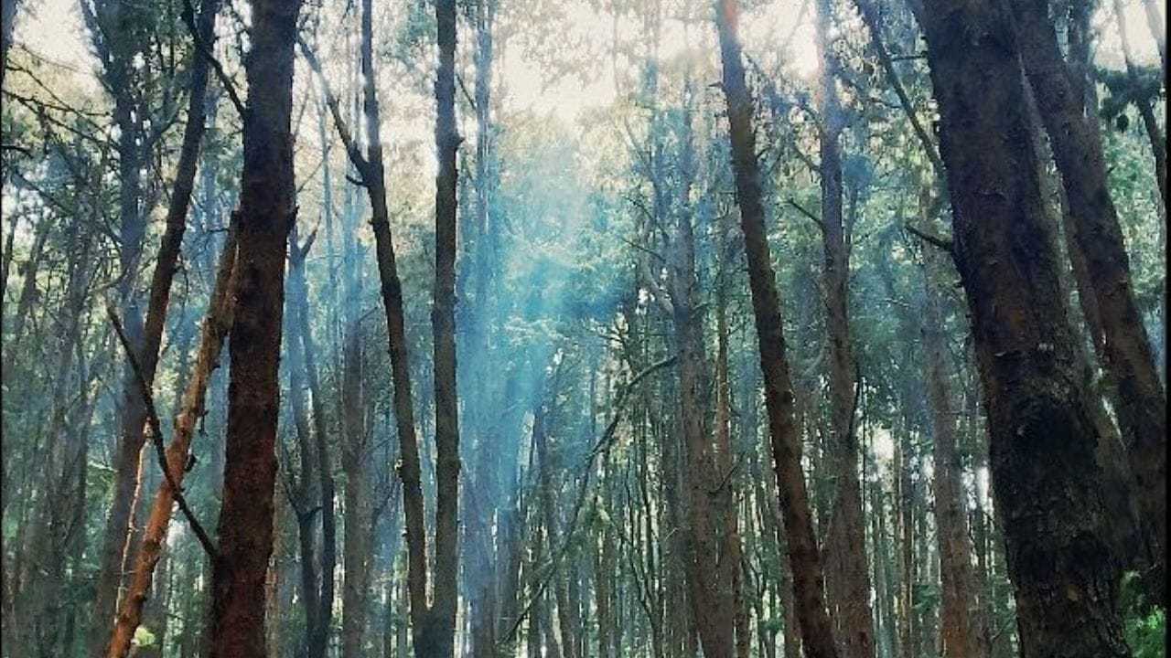 இங்கு சுற்றுலா செல்லும் சுற்றுலாப் பயணிகள் போர் அடிக்காமல் அனைத்து பகுதிகளை ஒரு வித உற்சாகத்துடன் சுற்றிப்பார்த்து கண்டு களிக்கலாம். இதே போல, ஒட்டன்சத்திரத்தில் இருந்து கொடைக்கானலுக்கு செல்லும் வழியில் சுமார் 15 கிலோ மீட்டர் தொலைவில் பரப்பலாறு அணை அமைந்துள்ளது. இந்த அணையில் தேங்கி இருக்கும் தண்ணீரானது நமது மனதை கொள்ளையடிக்கும் வகையில் காணப்படும். இதனை கண் குளிர சுற்றி பார்த்துவிட்டு அருகிலேயே உள்ள தலையூத்து அருவியையும் சுற்றிப் பார்க்கலாம்.