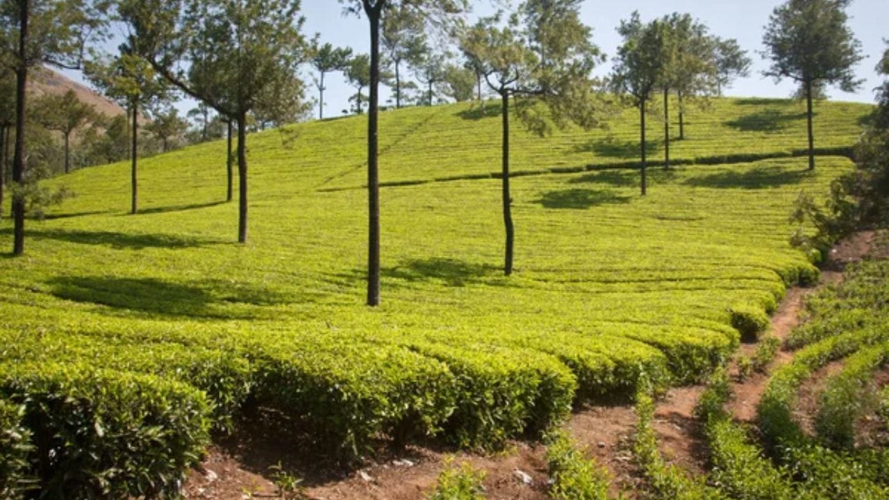 மொத்தத்தில் கோடை காலத்துக்கு ஏற்ற வகையில் குளிர்ச்சியான இடத்துக்கு சுற்றுலா செல்ல வேண்டுமானால் அதில், மறக்காமல் நீலகிரி மாவட்டத்தையும் சுற்றுலாப் பயணிகள் சேர்த்துக் கொள்ளலாம். இங்கு சென்றால் மனம் கொள்ளை போவதை தடுக்கவும் முடியாது... தவிர்க்கவும் முடியாது...!