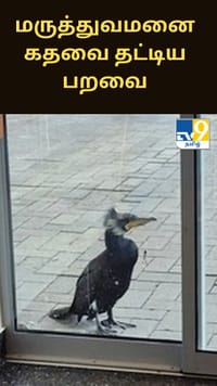 பறவையின் அலகில் சிக்கிய மீன் தூண்டில்... வலியில் மருத்துவமனை கதவை தட்டிய பறவை...