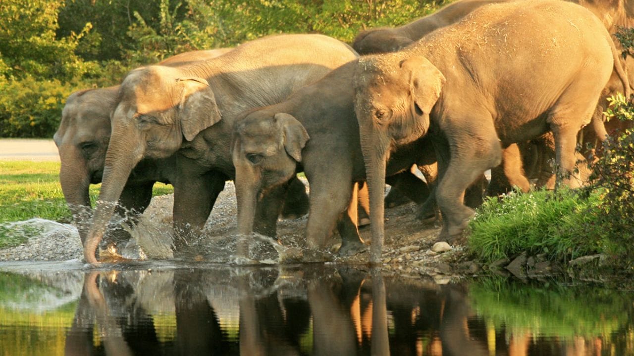 மேலும், அந்தப் பகுதியில் பிரம்மாண்டமாக அமைந்திருக்கும் ஆழியாறு அணையின் தோற்றத்தையும், அதில் நிரம்பி இருக்கும் நீரின் அழகையும் கண்டு ரசிக்காமல் உங்களால் திரும்ப முடியாது. இதை பார்த்து விட்டு அப்படியே சற்று நகர்ந்தால் குரங்கு அருவி நமது கண்களுக்கு தென்படும்.அந்த அருவியில் சற்று காக்கா குளியல் போட்டு விட்டு மெல்ல நடையை கட்டினால் பரம்பிக்குளம் புலிகள் காப்பகத்தை வந்து சேரலாம்.