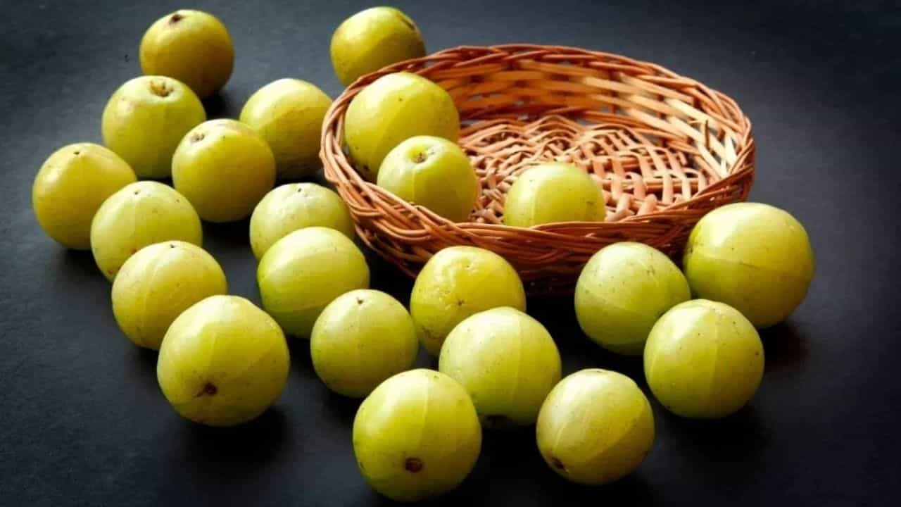 நெல்லிக்காய் விதைகளில் அதிக ஊட்டச்சத்து - பதஞ்சலி விஞ்ஞானிகள் கண்டுபிடிப்பு