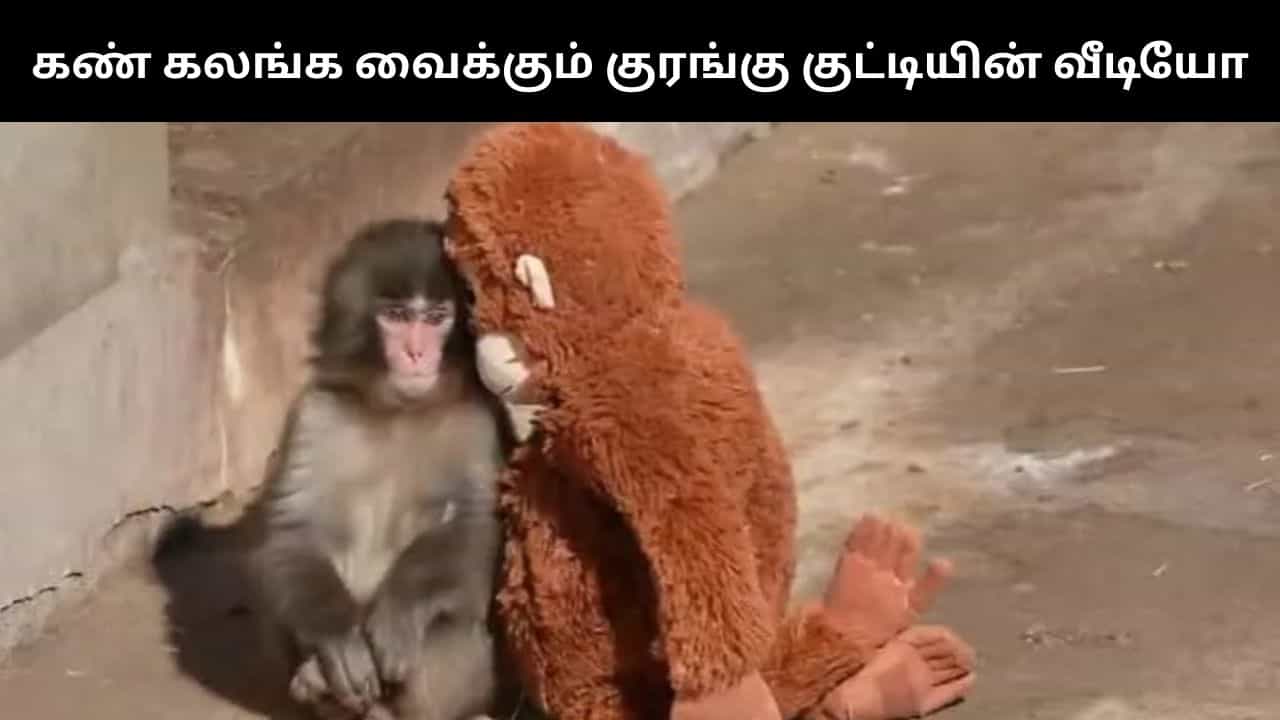 Viral Video : தாயால் புறக்கணிக்கப்பட்டு தனிமையில் வாடும் குட்டி குரங்கு.. இணையத்தை துயரத்தில் ஆழ்த்திய வீடியோ! Viral Video : தாயால் புறக்கணிக்கப்பட்டு தனிமையில் வாடும் குட்டி குரங்கு.. இணையத்தை துயரத்தில் ஆழ்த்திய வீடியோ!