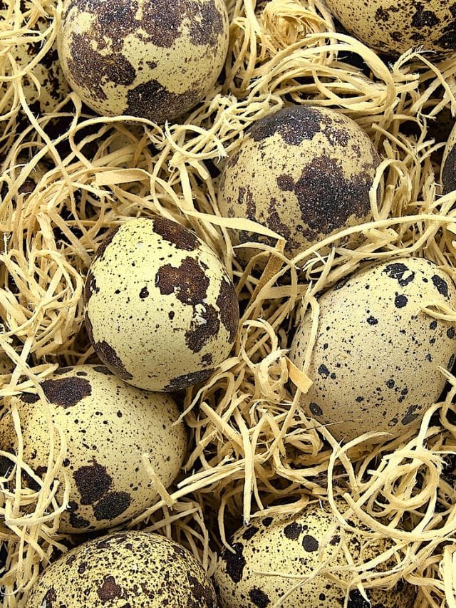 காடை முட்டையில் இருக்கும் நன்மைகள் என்ன?