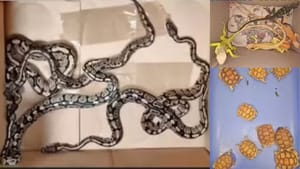 தாய்லாந்தில் இருந்து சென்னை வந்த பயணி..உடைமையில் அரிய வகை உயிரினங்கள்..பரபரப்பான விமான நிலையம்!