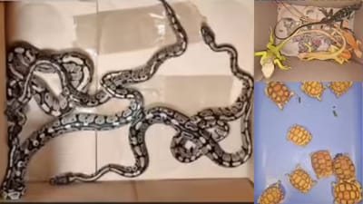 சென்னை வந்த பயணியின் உடைமையில் அரிய வகை உயிரினங்கள்!