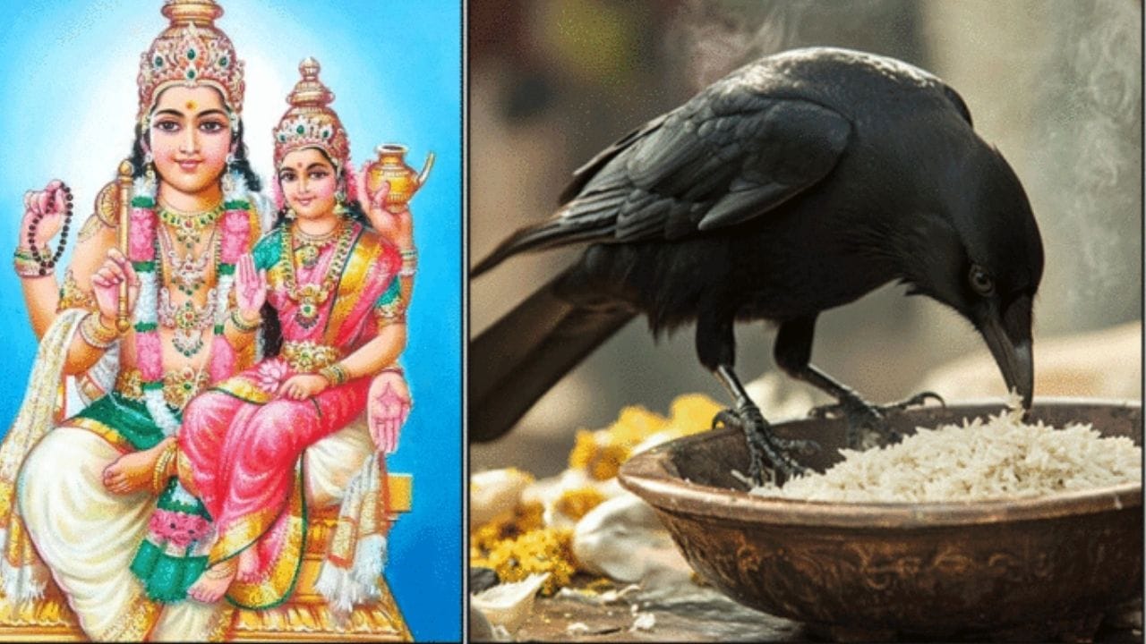 சுக்கிரனை வலுப்படுத்த 9 எளிய பரிகாரங்கள்: உங்கள் ஜாதகத்தில் சுக்கிரனின் நிலையை மேம்படுத்தவும், தோஷங்களைக் குறைக்கவும் சில எளிய நடைமுறைகளைப் பின்பற்றலாம். அதன்படி, வெள்ளிக்கிழமை விரதம் - சுக்கிரனுக்கு உகந்த நாளான வெள்ளிக்கிழமைகளில் விரதம் இருப்பது சிறந்தது. பசுவிற்கு உணவளித்தல் - உங்கள் தினசரி உணவில் ஒரு பகுதியை பசுவிற்கு வழங்குவதை வழக்கமாகக் கொள்ளுங்கள். லட்சுமி வழிபாடு - ஐஸ்வர்யத்தின் தெய்வமான மகாலட்சுமியைத் தொடர்ந்து வழிபடுவது சுக்கிரனின் அருளைப் பெற்றுத்தரும். தூய்மையான ஆடைகள் - எப்போதும் சுத்தமான மற்றும் வெண்மை நிற ஆடைகளை அணிவது நேர்மறை அதிர்வுகளை உருவாக்கும்.