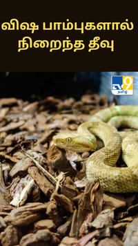 முழுவதும் விஷ பாம்புகளால் நிறைந்த தீவு பற்றி தெரியுமா?...