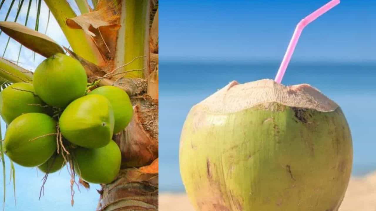 வெறும் வயிற்றில் இளநீர் குடிக்கலாமா?  இளநீர் குறித்த முழு தகவல்கள்!