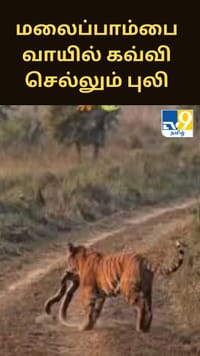 7 அடி நீளமுள்ள மலைப்பாம்பை வாயில் கவ்விச்சென்ற புலி... வைரலாகும் அதிர்ச்சி வீடியோ...