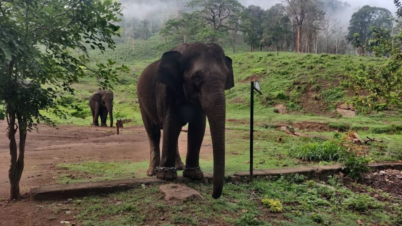 இவற்றில் தங்குவதற்கு முன் கூட்டியே ஆன்லைன் மூலம் பதிவு செய்வது அவசியமாகும். இந்த பகுதியானது கோயம்புத்தூரில் இருந்து சுமார் 77 கிலோ மீட்டர் தொலைவில் அமைந்துள்ளது. இங்கு, பொள்ளாச்சி மற்றும் ஆனைமலை வழியாக செல்லலாம். இதற்கான பயண நேரம் சுமார் 2 முதல் 3 மணி நேரம் ஆகும். கோடை காலத்தில் சுற்றுலா செல்லும் சுற்றுலா பயணிகள் இந்த இடத்துக்கு முக்கியத்துவம் அளிக்கலாம். இதே போல, காட்டு யானைகள் சுற்றித் திரியும் காடுகளுக்குள் த்ரில்லிங்கான சுற்றுலா செல்ல விரும்பும் சுற்றுலா பயணிகள் இந்த இடத்தை முதல் தேர்வாக வைத்துக் கொள்ளலாம்.