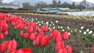 ஹிமாச்சல பிரதேசத்தில் முதல் முறையாக துலிப் மலர் தோட்டம்!