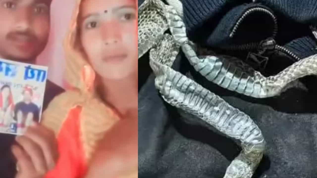 பாம்பாக மாறிய பெண்... பரவிய வதந்தி.. இன்ஸ்டா வீடியோ மூலம் வெளியான காதல் கதை..