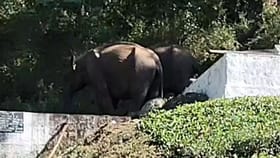 தண்ணீர் தொட்டிக்குள் விழுந்த குட்டியானை.. மீட்க போராடும் வனத்துறையினர்!...