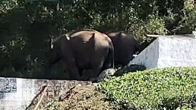 தண்ணீர் தொட்டிக்குள் விழுந்த குட்டியானை.. மீட்க போராடும் வனத்துறை