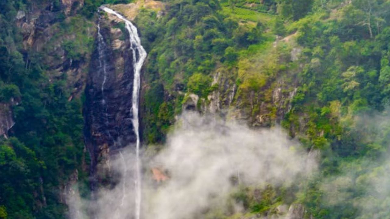 இதை பார்த்துவிட்டு அப்படியே சற்று நகர்ந்தால்  லாங்வுட் ஷோலா காடுகள்  நம் கண்களுக்கு தென்படும்.  இந்த காட்டுப் பகுதியில்  சற்று  காலாற  நடந்து சென்று  இயற்கையோடு  உறவாடலாம்.  இந்த பகுதி சிறந்த  நடை பயணத்திற்கான இடமாகவும்  விளங்கி வருகிறது. தமிழகத்தில் ஊட்டி மற்றும் கொடைக்கானலுக்கு அடுத்தபடியாகவும்,  தென்னிந்தியாவின் 3-  ஆவது  குளிர் மலைவாழ் இடமாகவும் கோத்தகிரி  திகழ்ந்து வருகிறது.