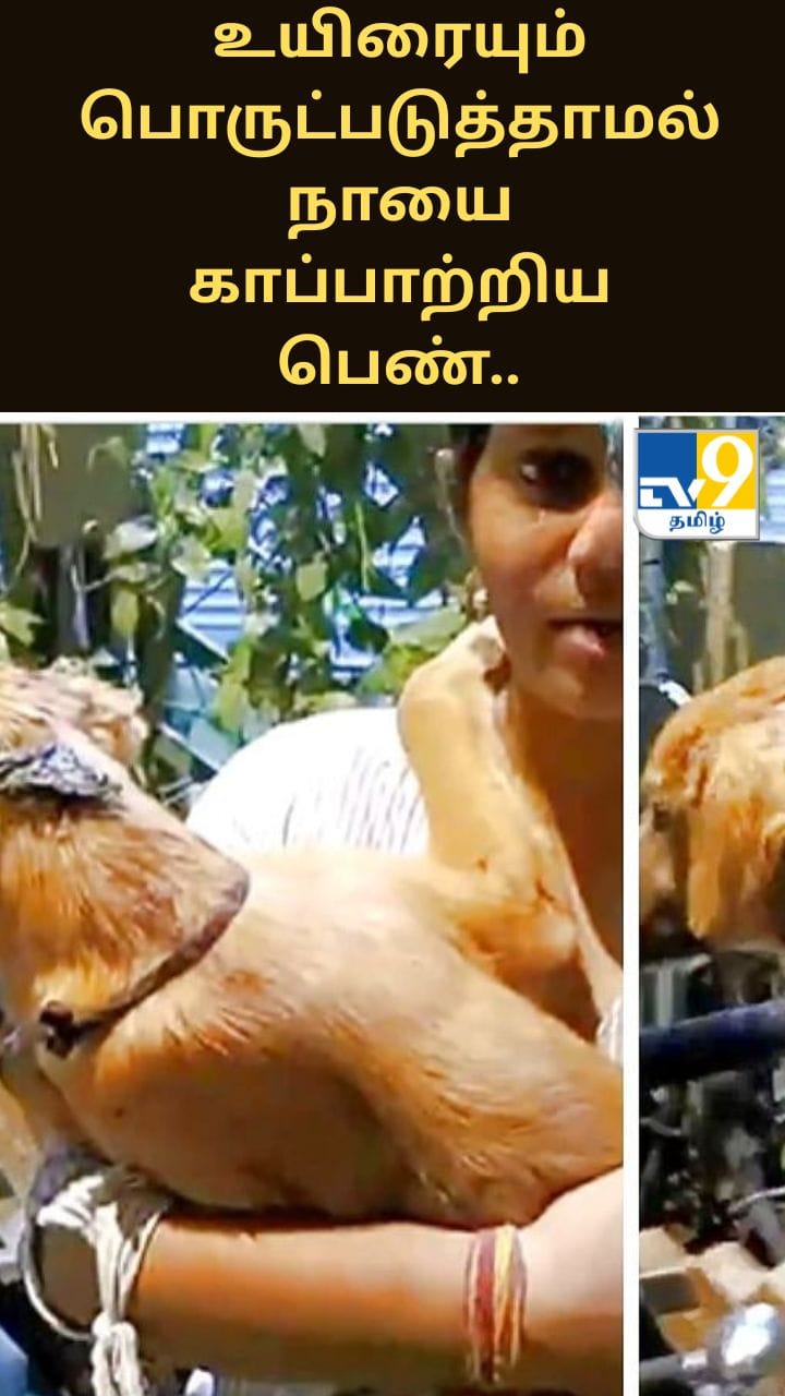 தன் உயிரையும் பொருட்படுத்தாமல் நாயை காப்பாற்றிய பெண்.. இணையத்தில் வைரல்..