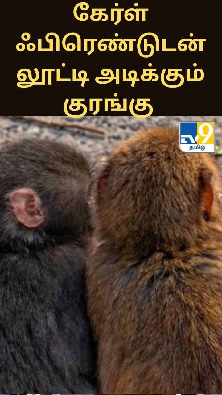 கேர்ள் ஃபிரெண்டுடன் லூட்டி அடிக்கும் குரங்கு - வைரல் வீடியோ
