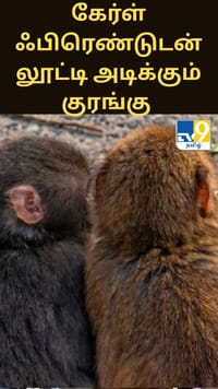 கேர்ள் ஃபிரெண்டுடன் லூட்டி அடிக்கும் குரங்கு - வைரல் வீடியோ...