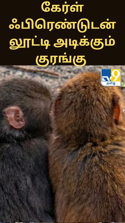 கேர்ள் ஃபிரெண்டுடன் லூட்டி அடிக்கும் குரங்கு - வைரல் வீடியோ