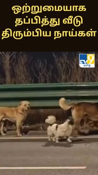 இறைச்சிக்காக கடத்தப்பட்ட7 நாய்கள்.... ஒற்றுமையாக தப்பித்து வீடு திரும்பிய நெகிழ்ச்சி சம்பவம்...