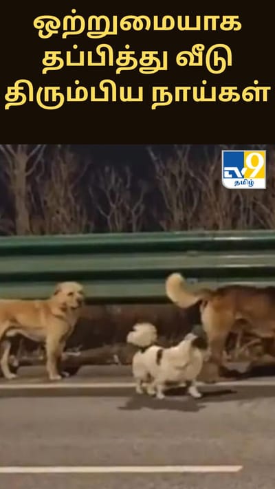 இறைச்சிக்காக கடத்தப்பட்ட7 நாய்கள்.... ஒற்றுமையாக தப்பித்து வீடு திரும்பிய நெகிழ்ச்சி சம்பவம்