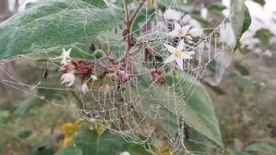 திருவாரூரில் கடும் பனிமூட்டம்