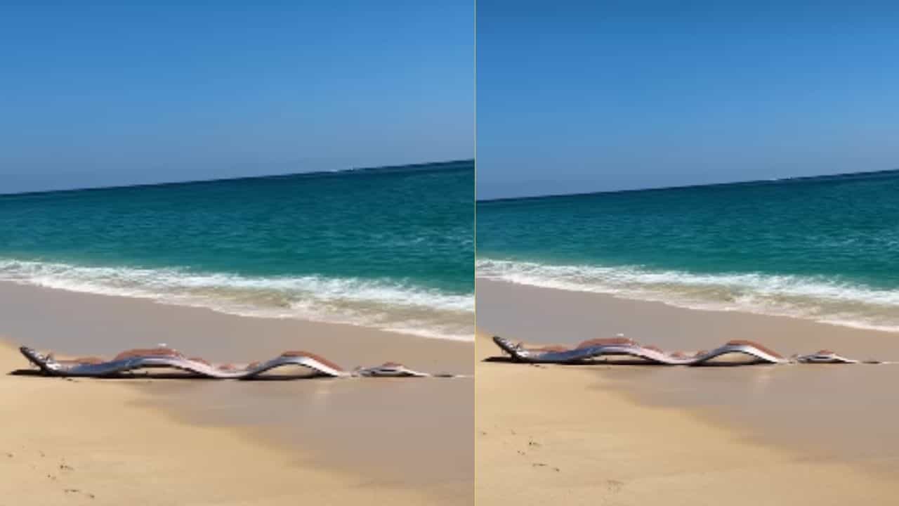 Viral Video : மெக்சிகோ கடற்கரையில் கரை ஒதுங்கிய இரட்டை டூம்ஸ்டே மீன்கள்.. பேரழிவின் அறிகுறியா?