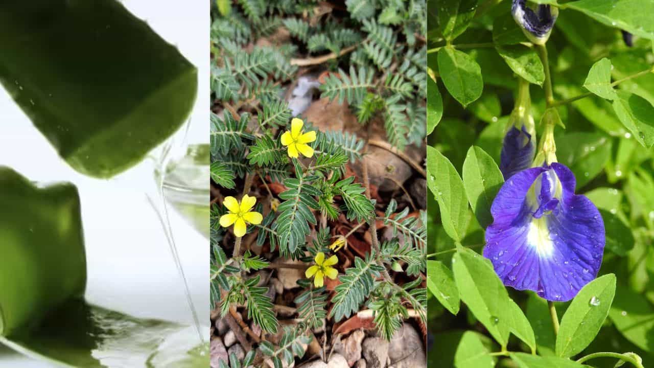 பல நோய்களுக்கு இயற்கை தீர்வு தரும் பாரம்பரிய மூலிகைகள் என்னென்ன?