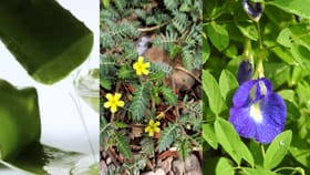 பல நோய்களுக்கு இயற்கை தீர்வு தரும் பாரம்பரிய மூலிகைகள் என்னென்ன?...