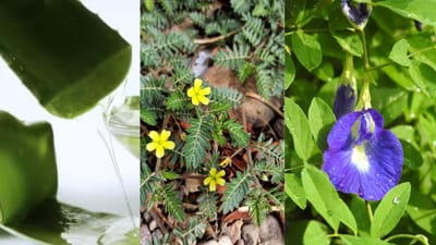 பல நோய்களுக்கு இயற்கை தீர்வு தரும் பாரம்பரிய மூலிகைகள் என்னென்ன?