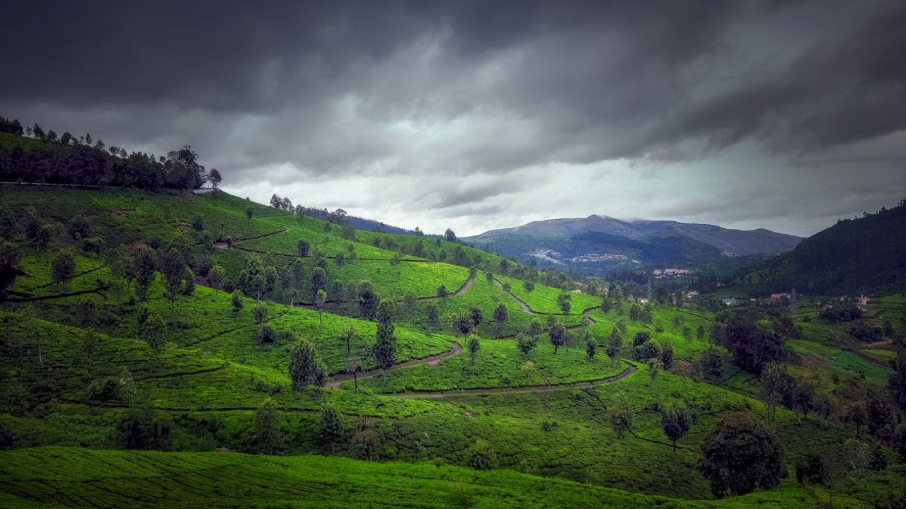 தேயிலை தோட்டங்களுக்கு மத்தியில்,  டென்ஷன் இன்றி  இதமான கால நிலை மற்றும்  குளிர்ச்சியான சீதோசன நிலையை  அனுபவிப்பதற்கு  சிறந்த இடமாக திகழ்கிறது கோத்தகிரி  சுற்றுலா தலம். மேலும்,  டிரக்கிங்  செல்ல விரும்புபவர்கள்  இந்த லாங் வுட் ஷோலா  பகுதியில்  மலை ஏற்றம் மேற்கொள்ளலாம். இதே பகுதியில் அமைந்துள்ள  ரங்கசாமி  சிகரத்துக்கு சென்றால்  நமது  டென்ஷனான  வாழ்வை மறந்து  இதன் அழகில் மயங்கி விடுவது  உறுதி.  ஏனென்றால்  இந்த பகுதி  அழகுடன் சேர்ந்து ஆன்மீக அனுபவத்தையும்  நமக்குத் தரும்.