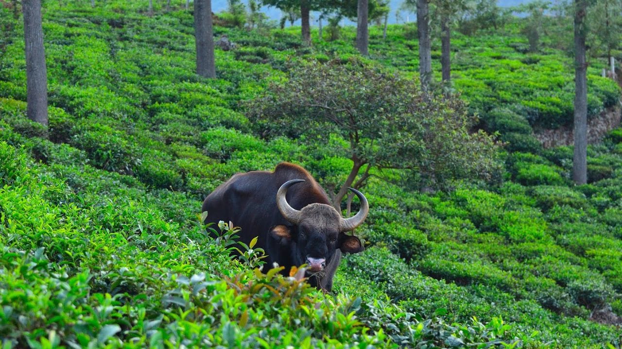 நீலகிரி மாவட்டத்தில் பிரபலமான ஒரு சுற்றுலா தலமாக விளங்கி வருகிறது கோத்தகிரி. இங்கு, உதகமண்டலம் மற்றும் குன்னூருக்கு அடுத்தப் படியாக அதிகமான தேயிலை தோட்டங்கள், மலை பாங்கான நிலப்பரப்பு ஆகியவை அமைந்துள்ளது. மேலும், இந்த பகுதியில் சீதோசனமான குளிர்ச்சியான காலநிலை நிலவி வருகிறது. இதனால் இங்கு சுற்றுலா செல்லும் சுற்றுலா பயணிகள் ஒரு இதமான சூழலை உணரலாம். மேலும் இந்த பகுதியில் சுமார் 1,793 மீட்டர் உயரத்தில் கோடநாடு காட்சி முனை, கேத்தரின் நீர் வீழ்ச்சி ஆகியவை அமைந்துள்ளது.