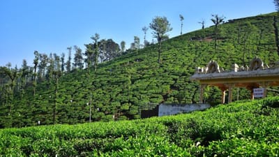 மாஞ்சோலை – தென்னகத்தின் தேயிலை சொர்க்கம்.. எப்போது போகலாம்...?