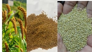 சிறுதானியங்கள் ஏன் எதிர்காலத்தின் உணவாக மாறுகின்றன? சிறுதானியங்கள் ஏன் எதிர்காலத்தின் உணவாக மாறுகின்றன?