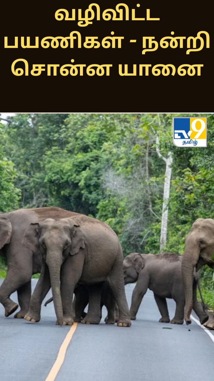 வழிவிட்ட பயணிகள் - தும்பிக்கையால் நன்றி சொன்ன யானை