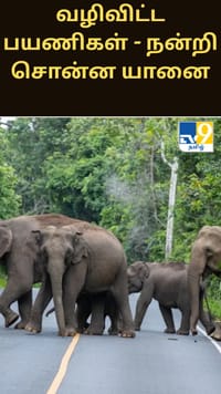 வழிவிட்ட பயணிகள் - தும்பிக்கையால் நன்றி சொன்ன யானை...