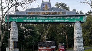 பள்ளி மாணவர்களுக்கென சூப்பர் முயற்சி… முதுமலை புலிகள் காப்பகத்தில் முகாம்..!