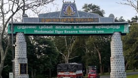 வனவிலங்குகளின் சொர்க்கம்: முதுமலை தேசிய பூங்காவில் சிலிர்ப்பூட்டும் சஃபாரி அனுபவம்...