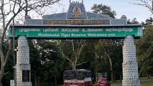 பள்ளி மாணவர்களுக்கென சூப்பர் முயற்சி… முதுமலை புலிகள் காப்பகத்தில் முகாம்..! பள்ளி மாணவர்களுக்கென சூப்பர் முயற்சி… முதுமலை புலிகள் காப்பகத்தில் முகாம்..!