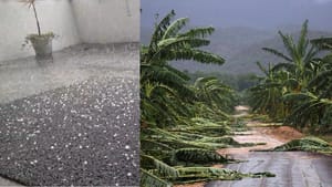 கோவையில் வரலாறு காணாத ஆலங்கட்டி மழை; சேதமடைந்த பயிர்