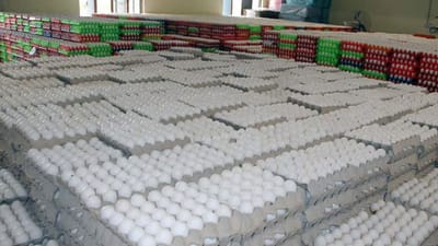 தமிழகத்தில் முட்டை விலை திடீர் வீழ்ச்சி!