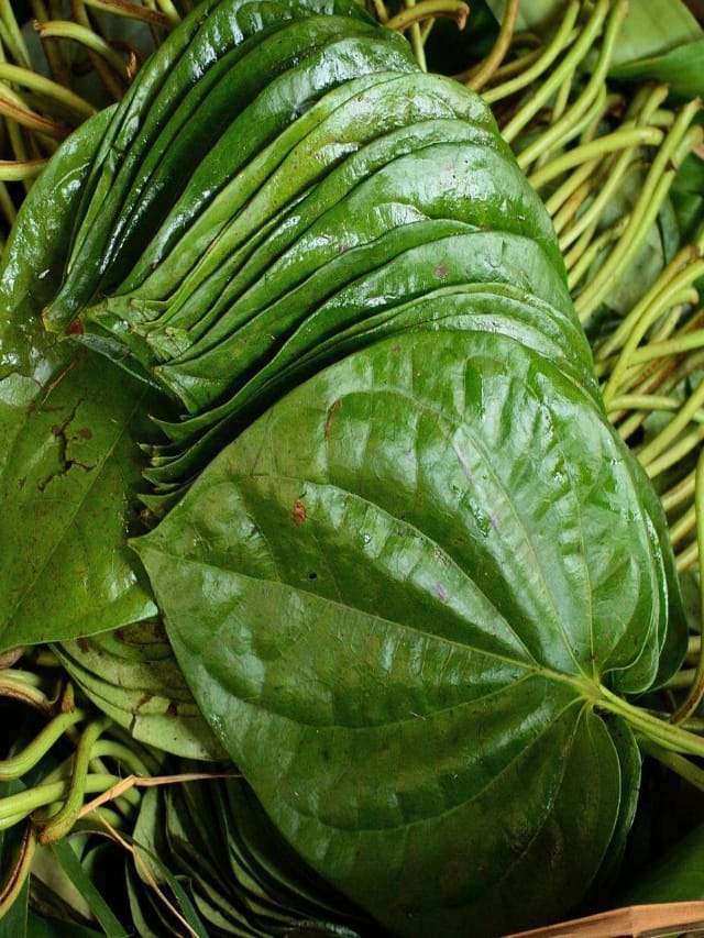 வெயில் காலத்தில் வெற்றிலை சாப்பிடுவது குளிர்ச்சியை தருமா..?