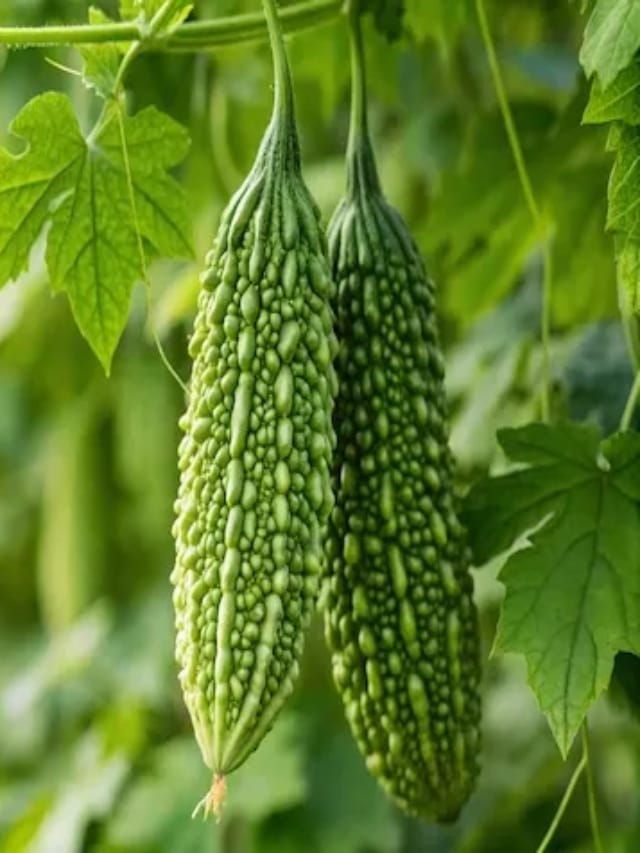 உடல் நலத்திற்கு நன்மை பயக்கும் பாகற்காய்..!