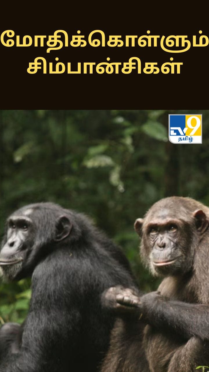 போரைப் போல மோதிக்கொள்ளும் சிம்பான்சிகள் - காரணம் என்ன?