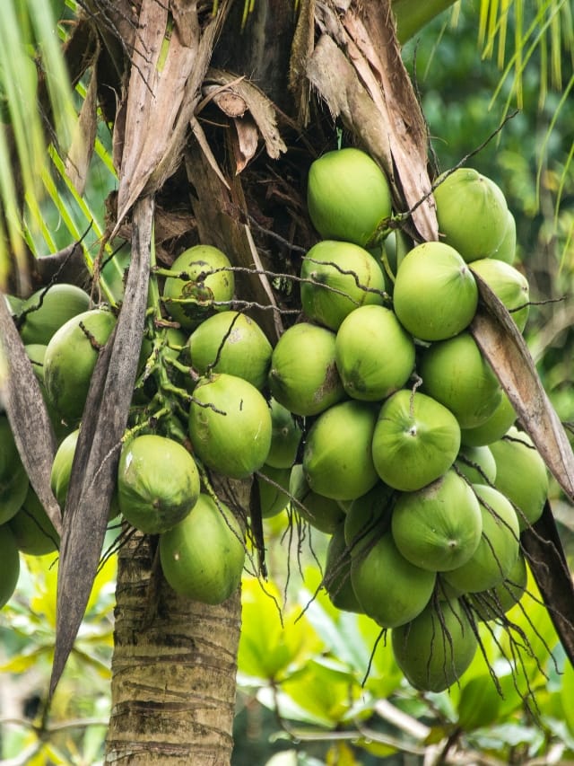 கர்ப்பிணிப் பெண்கள் இளநீர் குடிப்பதால் கிடைக்கும் நன்மைகள்..!