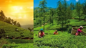 குன்னூர்: நீலகிரியின் பசுமை சொர்க்கத்தில் ஒரு மயக்கும் பயணம்...