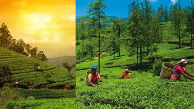 குன்னூர்: நீலகிரியின் பசுமை சொர்க்கத்தில் ஒரு மயக்கும் பயணம்