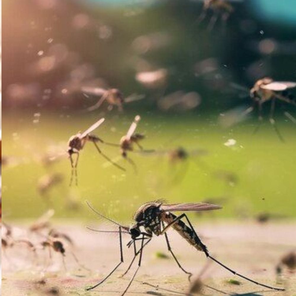 தொடர்ச்சியான காய்ச்சல் அல்லது நரம்பியல் அறிகுறிகள் இருந்தால் தாமதிக்காமல் மருத்துவ உதவி பெற வேண்டும். ஆரம்பத்திலேயே கண்டறிதல் மற்றும் சரியான சிகிச்சை மிக முக்கியமானது. இது கடுமையான சிக்கல்களைத் தவிர்க்க உதவும். கொசு அதிகமாக இருக்கும் காலங்களில் விழிப்புணர்வுடன் இருந்து பாதுகாப்பு நடவடிக்கைகளை பின்பற்றுவது அவசியம்.